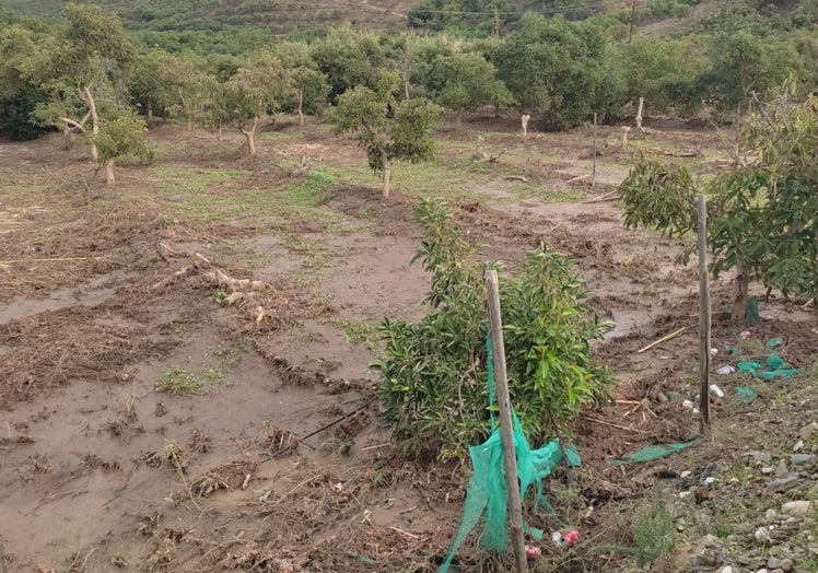 Campo de aguacates devastado por la DANA.