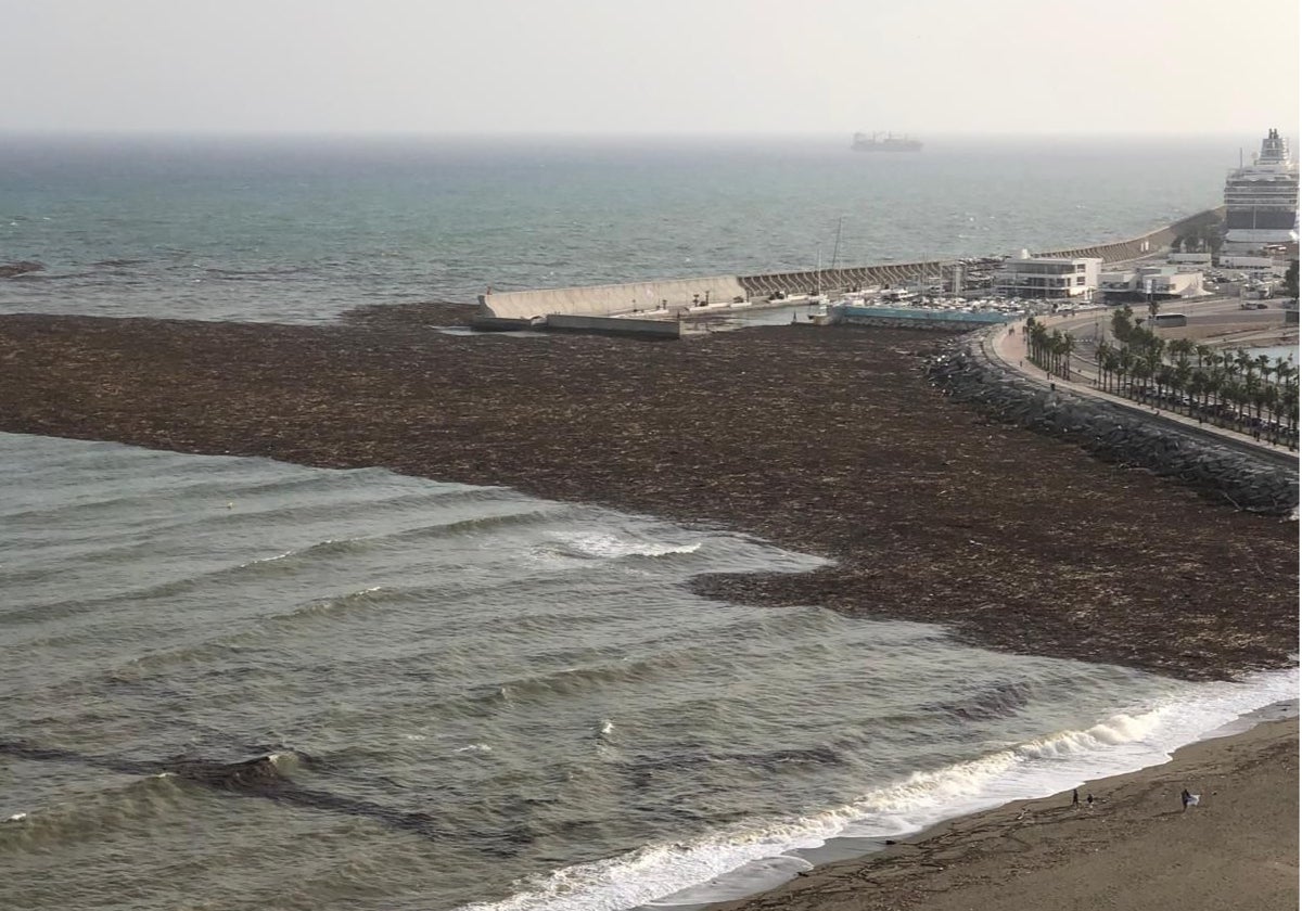 Cañas flotando en la playa de La Malagueta.