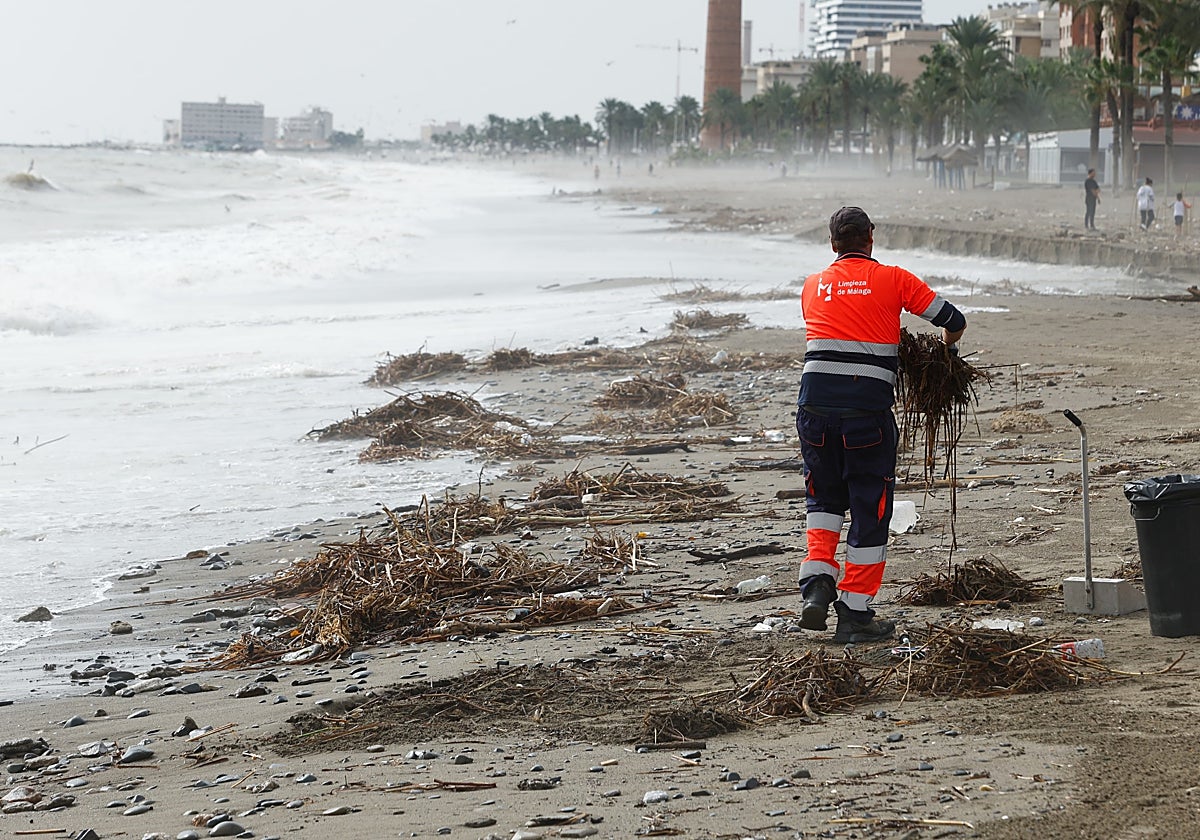 Un operario de Limasam trabaja recogiendo cañas y basuras en las playas del paseo marítimo de Poniente.