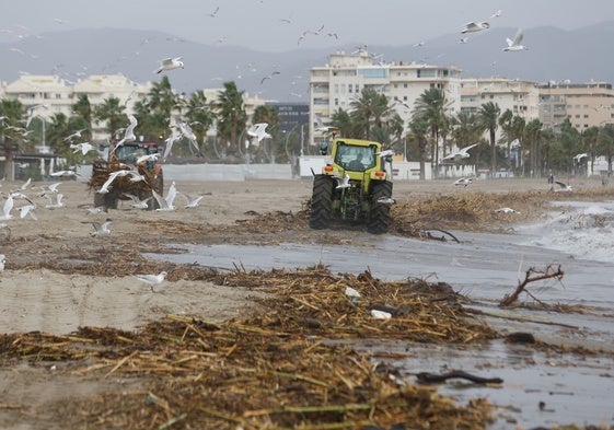 Operarios limpian las cañas y la broza arrastrada por ríos y arroyos hasta las playas.