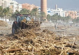 Retroexcavadora trabajando esta mañana en la playa de la Misericordia.