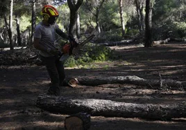 Trabajos en el pinar torremolinense.