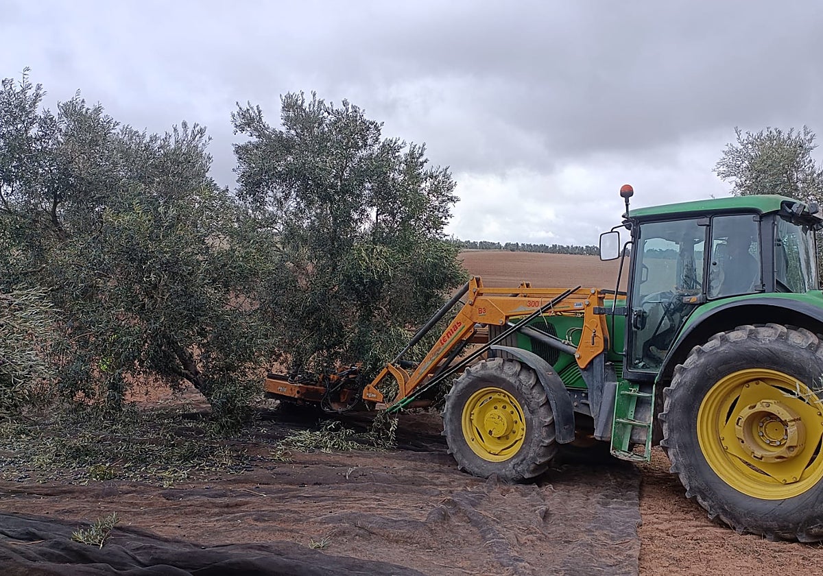 Un tractor se aproxima a un olivo para recolectar las aceitunas, en el inicio de esta campaña.