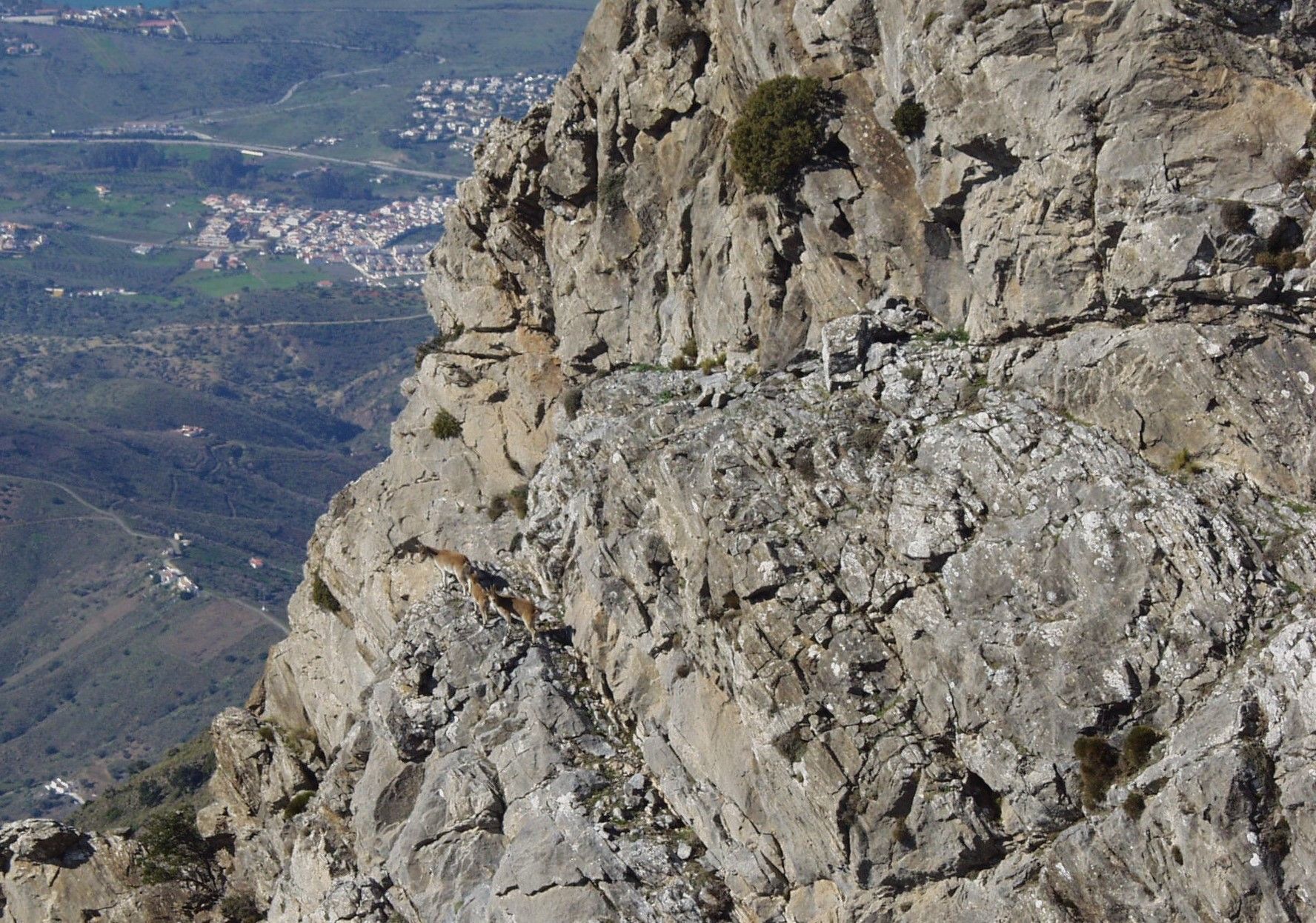 Vertical. Tres ejemplares de cabra montés suben por paredes escarpadas en la zona sur de sierra Tejeda.