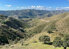 Imagen de los terrenos donde se ha proyectado el complejo ambiental de reciclaje en Canillas de Aceituno.