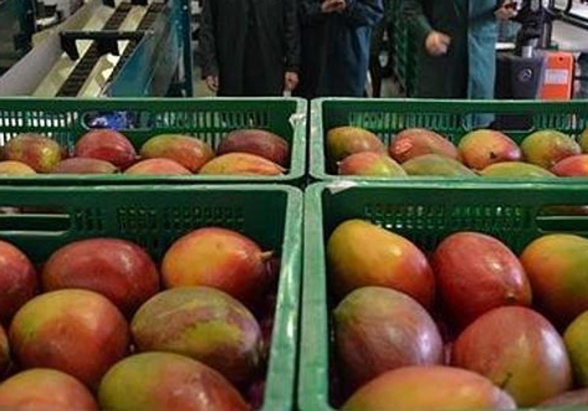 Mercadona incrementa la compra de mango malagueño en un 65%