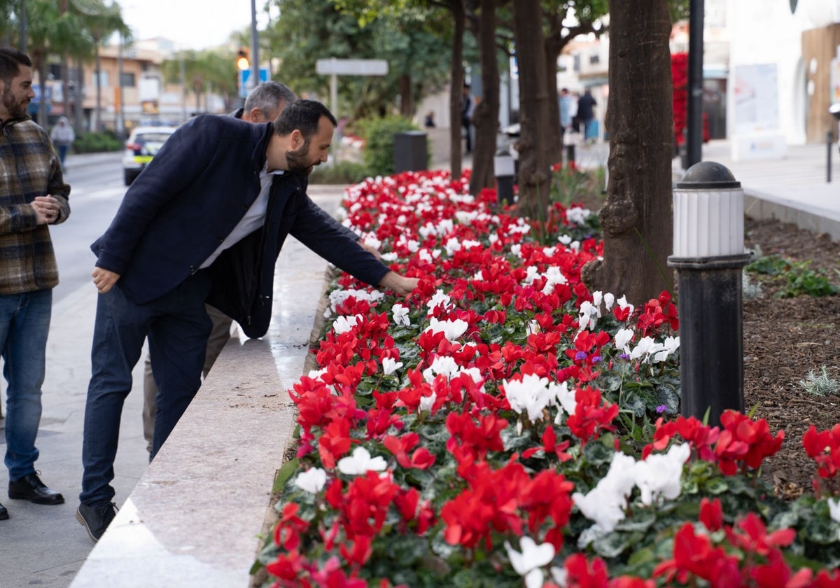 Flores plantadas en los parterres de la avenida de la Constitución.