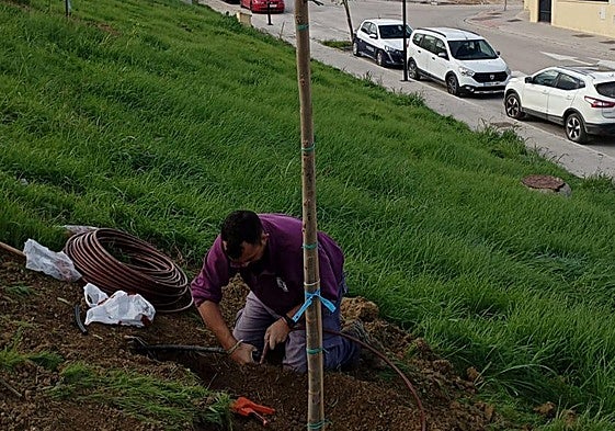 Plantación e instalación de riego, en Peralta.