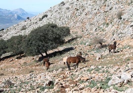 Sorpresa. Estos caballos andan a sus anchas por el entorno de la laguna de San Jorge.