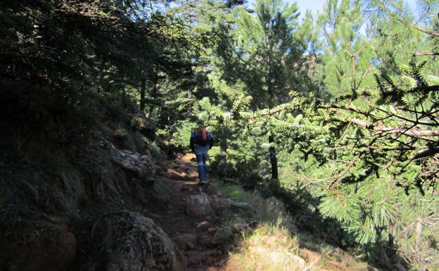 Pinsapar de los Reales de Sierra Bermeja.