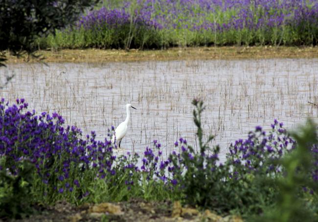 Una garceta común en la laguna.