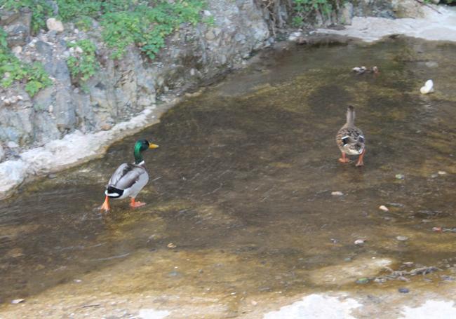 Una pareja de patos en el cauce del arroyo de las Presas