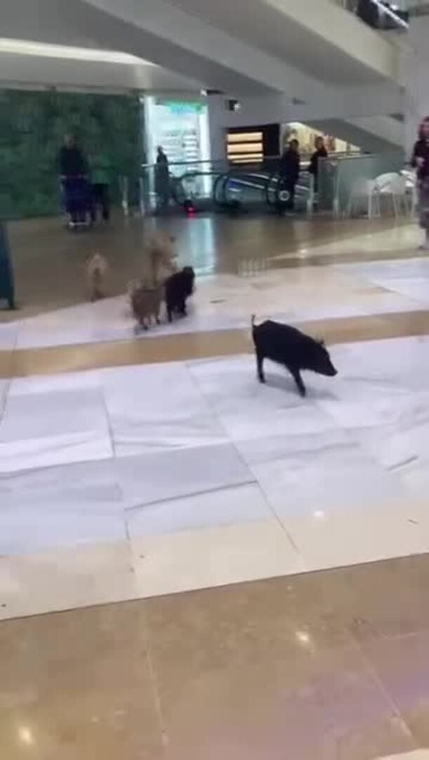 Jabalíes dentro del Centro Comercial Miramar de Fuengirola