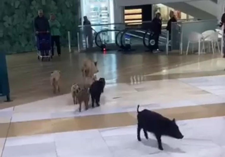 Jabalíes se cuelan dentro del Centro Comercial Miramar de Fuengirola