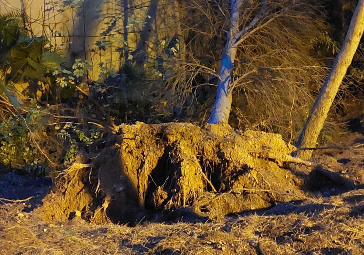 Árboles vencidos en el arroyo denunciado.