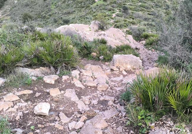 El palmito es una de las especies botánicas más abundantes en este recorrido.