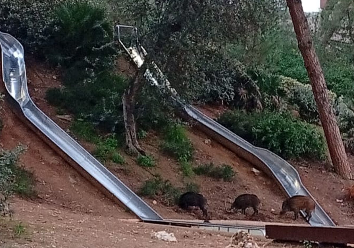 Los jabalíes, entre los toboganes del parque, el pasado viernes.