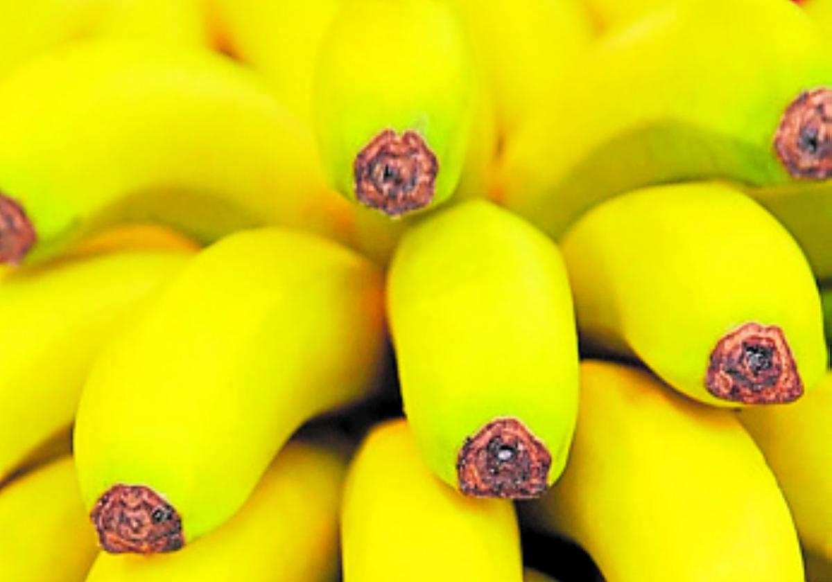 El plátano de Canarias quiere seguir siendo la fruta de los niños