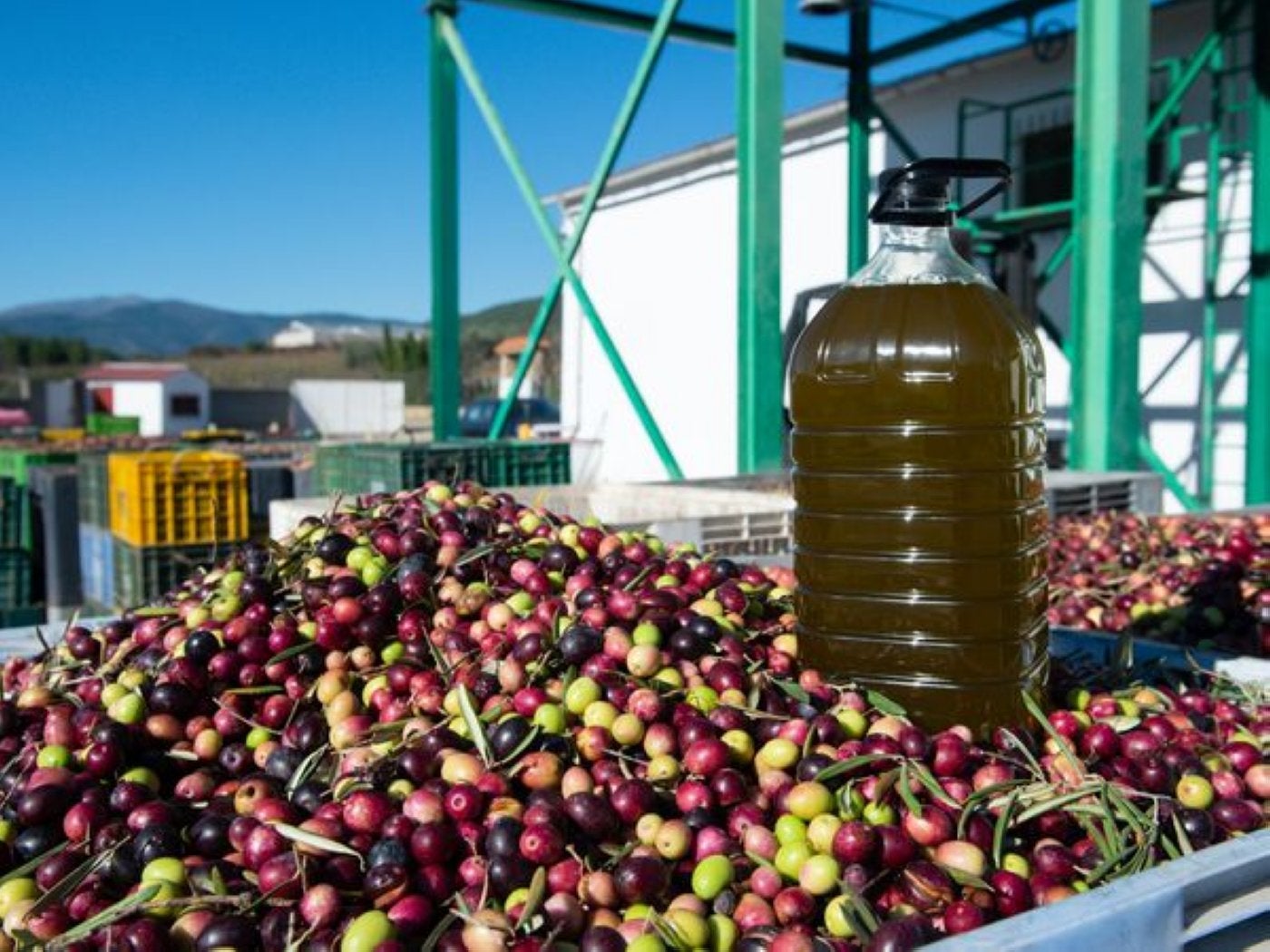 El aceite de oliva, producto estrella de las exportaciones andaluzas.