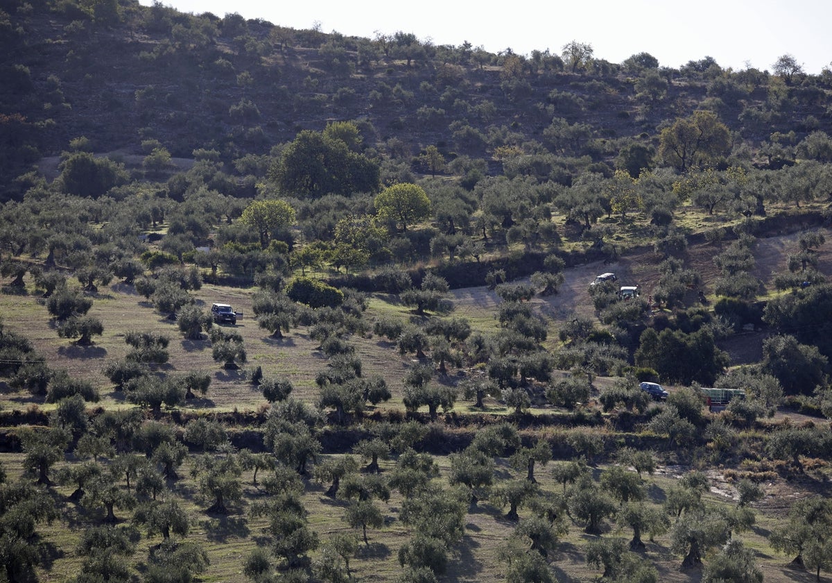 El olivo es ahora el alérgeno más frecuente en la provincia de Málaga.