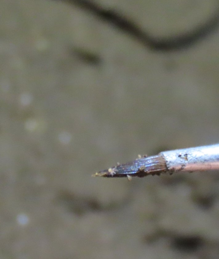 Imagen secundaria 2 - Arriba, los investigadores, en pleno trabajo de búsqueda y catalogación del diminuto animal, y debajo a la izquierda y a la derecha, sendas imágenes del nuevo arácnido descubierto en la Cueva de Nerja.