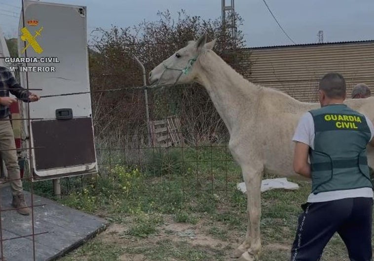 Rescatan a casi 200 animales maltratados en Málaga e investigan a 42 personas