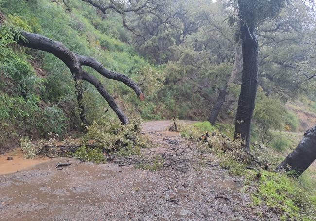 Carretera de Jubrique.