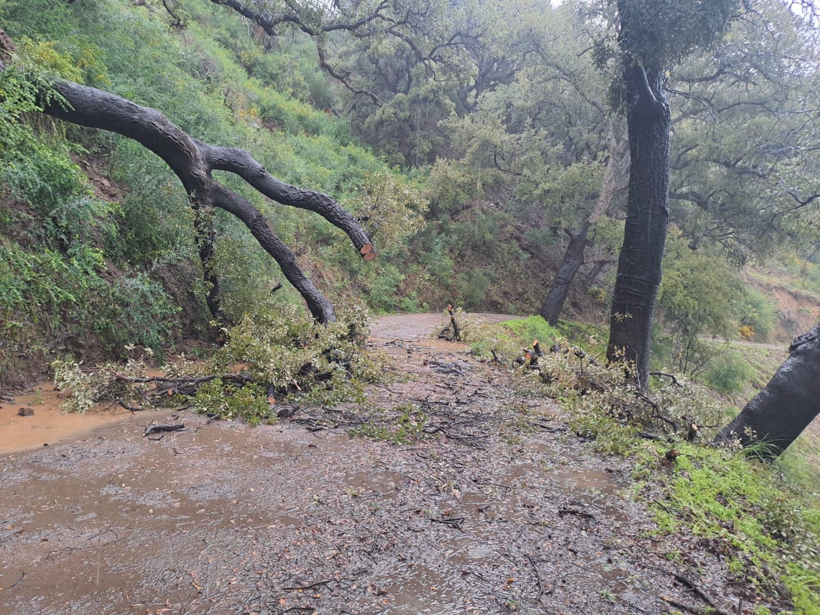 Así están afectando las fuertes lluvias al interior de la provincia de Málaga