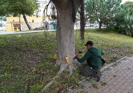 Operario municipal de Parques y Jardines aplicando el tratamiento en un ficus.