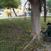Operario municipal de Parques y Jardines aplicando el tratamiento en un ficus.