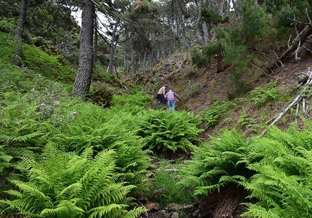 Descubren ecosistemas nunca antes vistos en el Parque Nacional Sierra de las Nieves