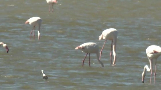 Así se encuentra la Laguna de Fuente de Piedra tras las últimas lluvias caídas en la provincia de Málaga