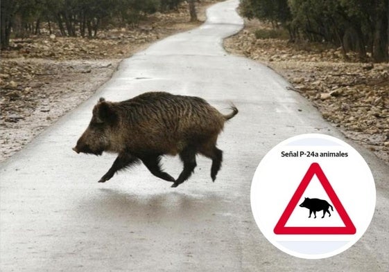 La DGT incorpora el jabalí en las nuevas señales de tráfico de peligro