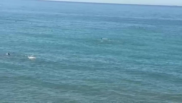 El espectáculo de los delfines en la playa de Wilches en Torrox