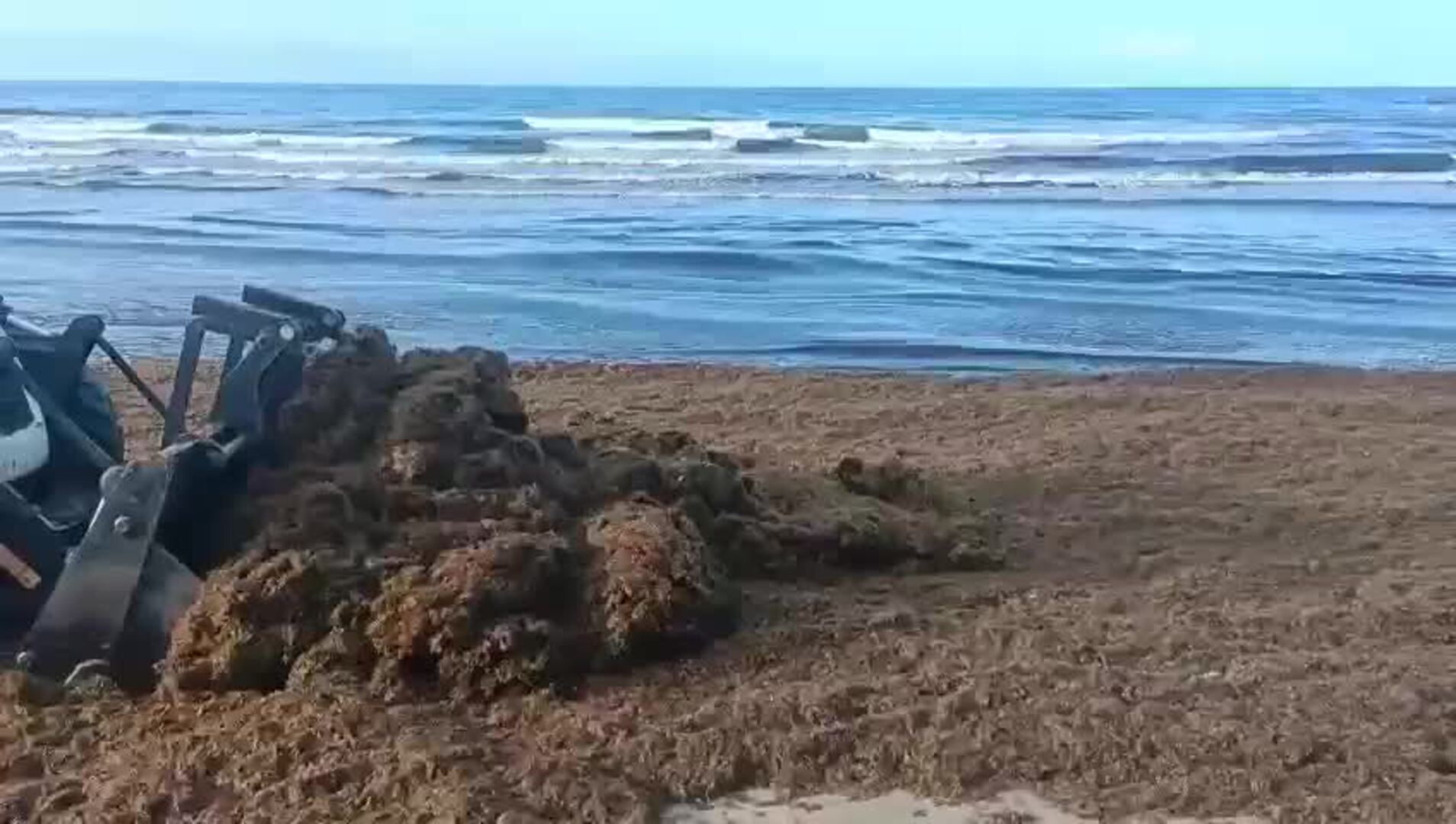 Retiran toneladas de algas en Marbella