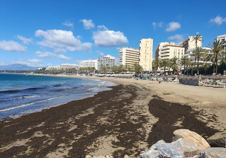 Las playas de Marbella y San Pedro Alcántara han recibido esta Semana Santa dos toneladas de algas en invasoras.