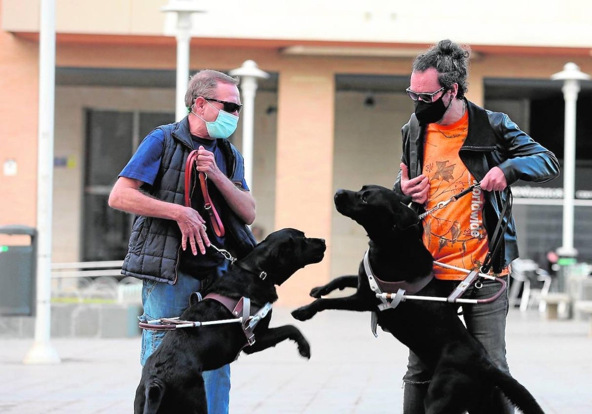 Los perros guía ya no son solo para personas ciegas: asistirán también a otros colectivos