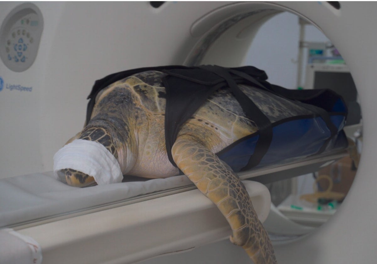 ¿Cómo se le hace un TAC a una tortuga de 115 kilos?