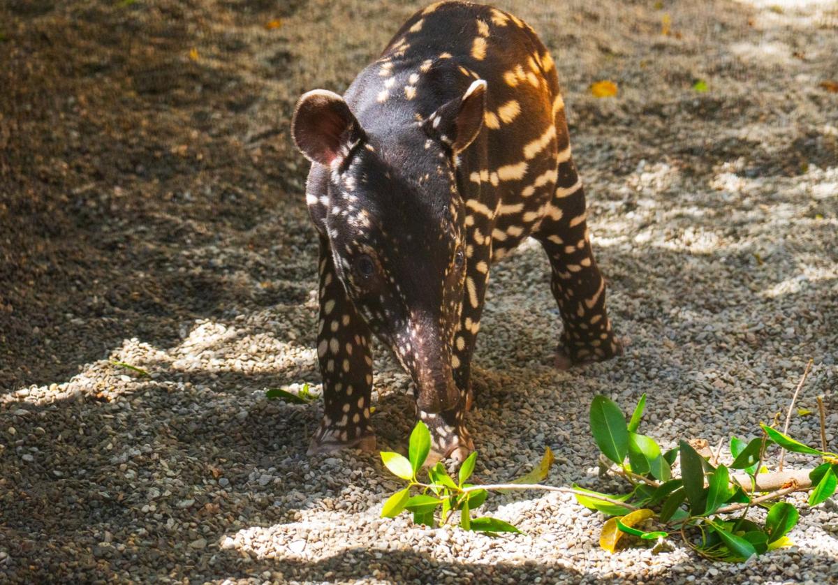 ¿Cómo quieres que se llame el nuevo tapir malayo de Bioparc Fuengirola? Así puedes elegir su nombre