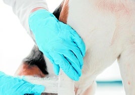 Veterinarios, un sector en auge aunque con dudas por la nueva legislación