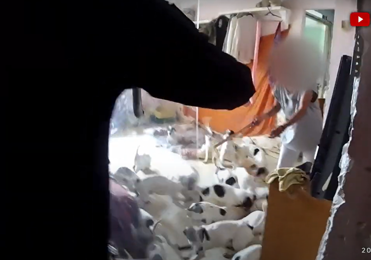 El piso de los horrores de Cortijo Alto: una mujer con 30 perros y nueve gatos en condiciones insalubres