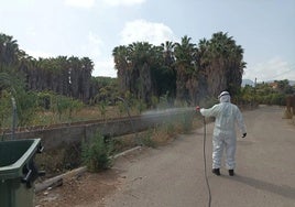 La Junta de Andalucía recomienda a la población reforzar la protección frente al virus del Nilo Occidental