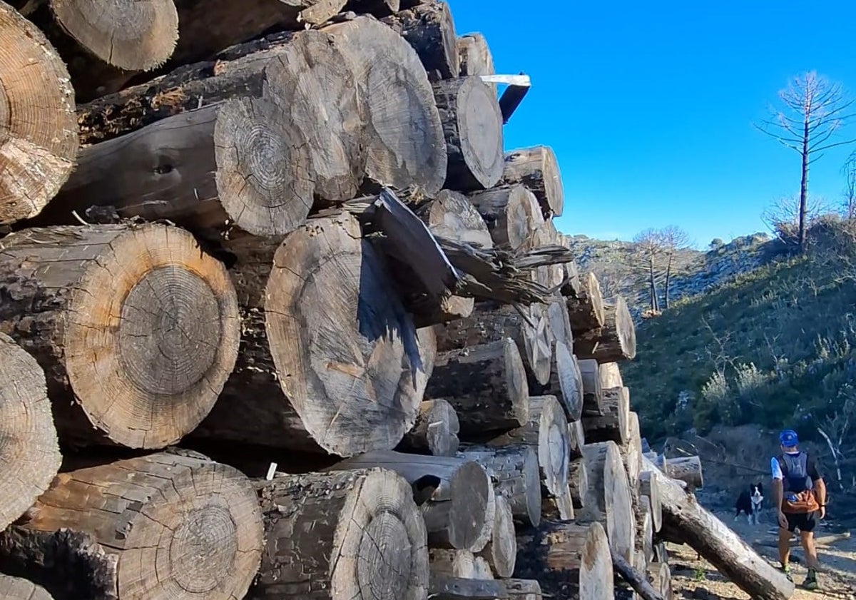 Imagen principal - Caminantes por la Sierra de Mijas y sus estribaciones y cartel que avisa del peligro de caída de árboles.