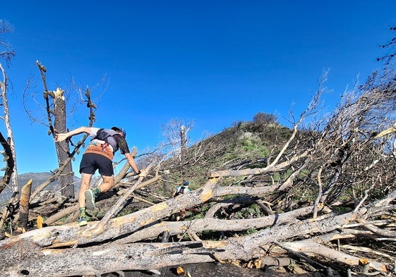 Un corredor de trail sortea los árboles atravesados en un camino, cerca de la Media Luna.