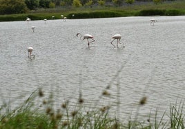 Varios flamencos beben agua de la laguna de Fuente de Piedra.