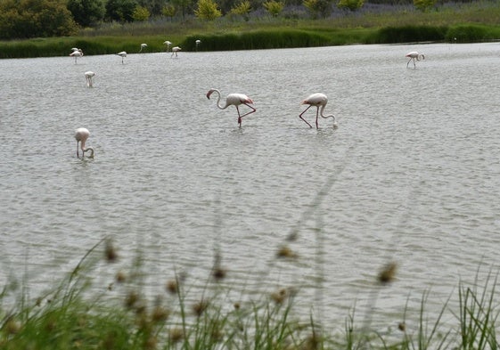 Varios flamencos beben agua de la laguna de Fuente de Piedra.