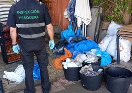 La Junta interviene en Benalmádena más de 450 kilos de pulpo «en condiciones higiénicas deficientes»