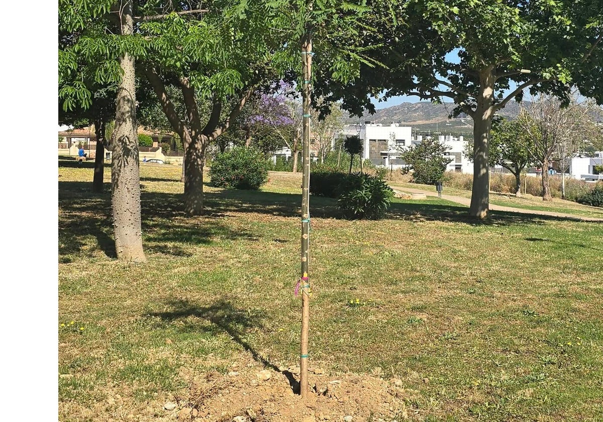 Árbol recién plantado.