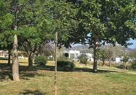 Árbol recién plantado.