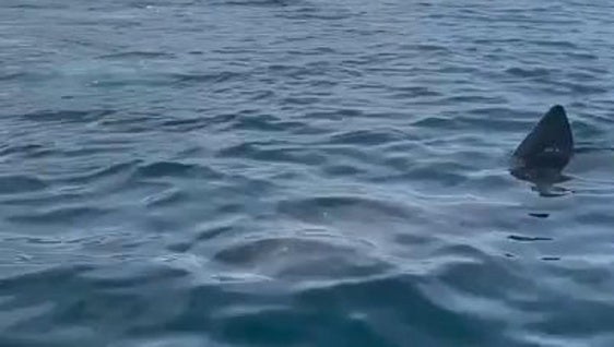 Localizan un tiburón peregrino en la costa de Marbella y las imágenes se hacen virales